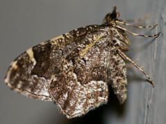 Geometrid Moth